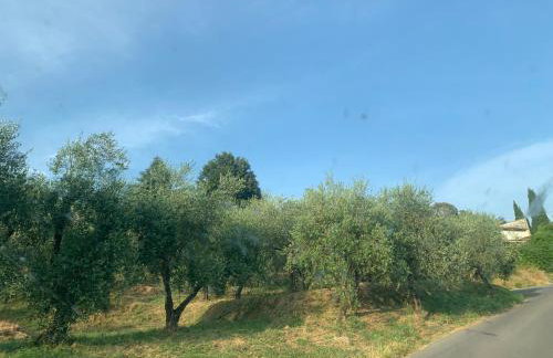 Il gatto e la volpe 1 - Foto 54