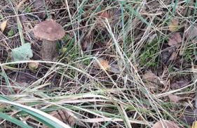 Ferienwohnung Zossen Gästehaus - Foto 25