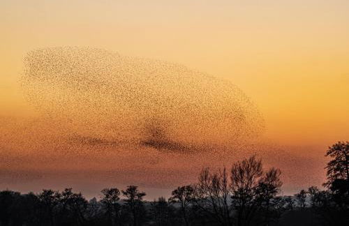 Upper Beeches - Foto 62