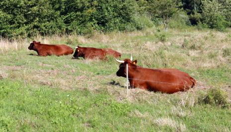Tannengarten Kälbertal - Foto 2