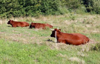 Tannengarten Kälbertal - Foto 2