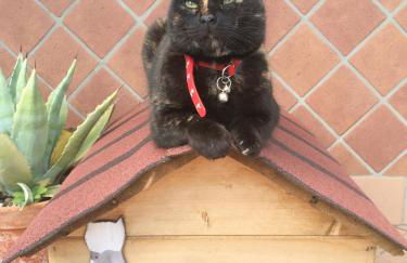 Villa Margherita - Foto 29