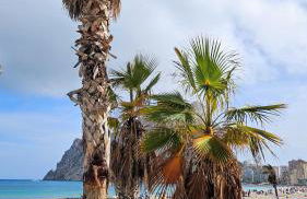 Esmeralda Suites Sunrise - Photo 66