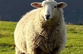 Spacious Cottage - Sleeps 4 - in the Black Mountains - Photo 35