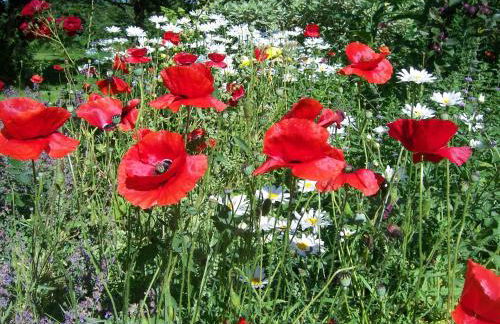 De Heuhoff-Hedwigsruh - Photo 5