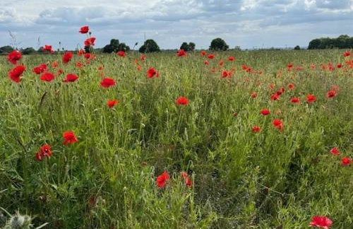 Shepherdshut-hot Tub-cotswolds-petfriendly - Photo 13