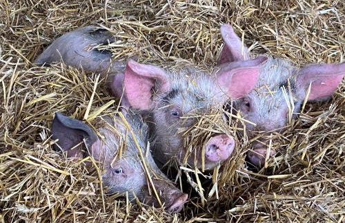 Monarchs View Farmstay - Foto 18