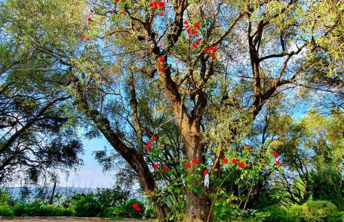 Apartment Picasso in large park with heated pool - Foto 26