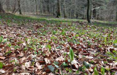 Bieszczadzki Horyzont Apartamenty - Photo 50