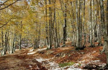 Casa - La Faggeta - Foto 25