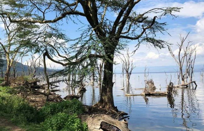 Safari de 6 días por Masái Mara, Amboseli y lago Naivasha - Foto 4