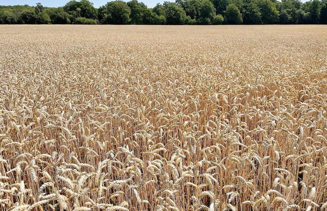 4 Star Holiday Home in Solvesborg-by Traum - Photo 16