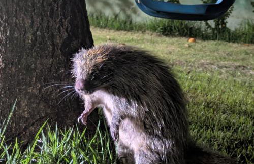 Casinha Charmosa & Rústica - Foto 35