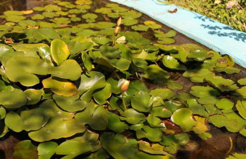 Eressos Ilios Apartments - Photo 16