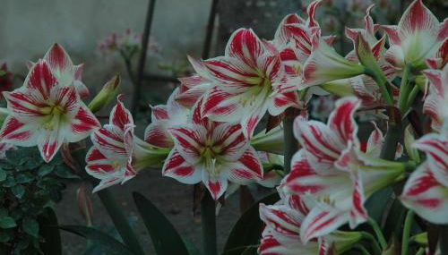 Il Giardino dei Gigli - Photo 2, Garden