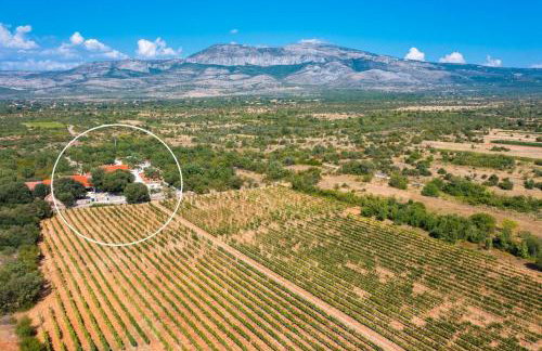 Tosic Estate - Villa, Vineyards and Winery - Foto 6