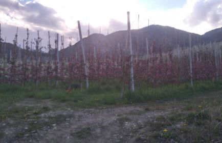 Agritur Leita - Foto 42