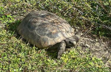 Professor Rousseau's Manatee Bay - Foto 23