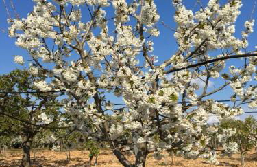 Villa Trellame - Casa vacanze tra gli ulivi - Foto 23