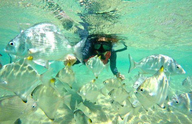 Kayak and Snorkel Dolphin-Watching Tour - Photo 5