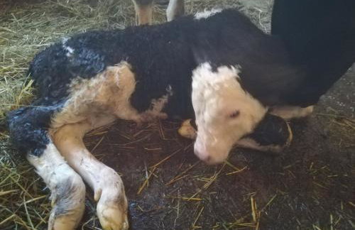 Pensjonat Przy Stajni - Foto 56