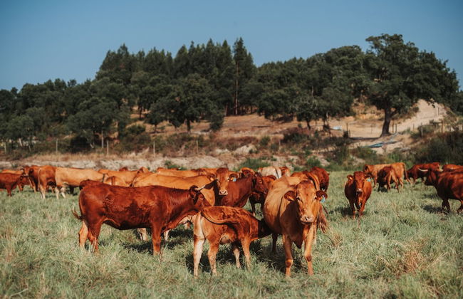 Herdade dos Cordeiros - Foto 39