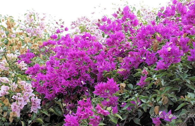 Capon Cottage - Foto 12