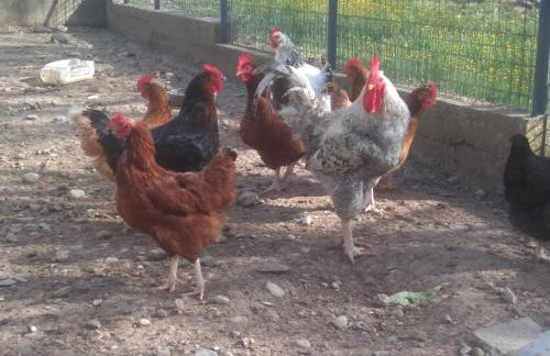 Appartement à la campagne - Foto 9