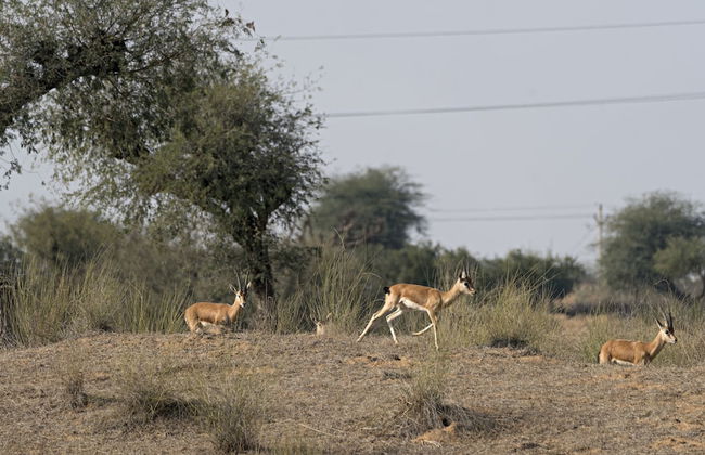 Alsisar Mahal - A Heritage Hotel - Foto 27