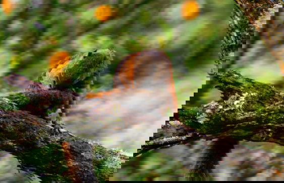 Ecoluxury glamping - Foto 57