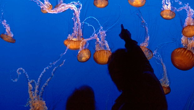 San Francisco CityPASS® - Acceso a 4 Atracciones - Foto 5