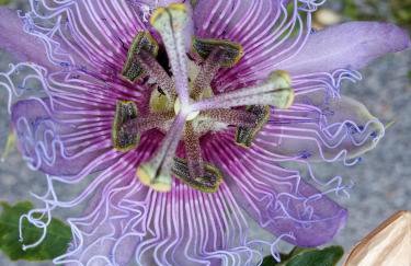 Flor e Luz Chalés - Foto 6