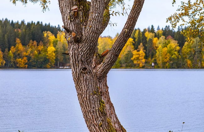 Aulanko Lake Villa - Peace & Privacy - Foto 47