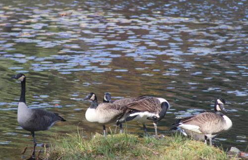 Pet-friendly, secluded, and peaceful pondside home near to Keene and Rindge NH - Foto 22
