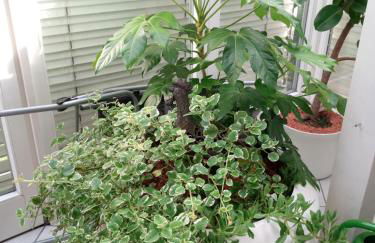 Ferienwohnung Schwalbennest - Foto 37