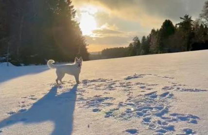 Tannenduft Freudenstadt - Foto 35