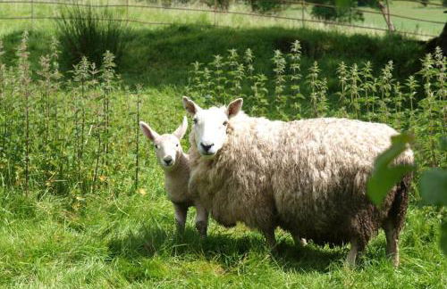 Kestrel Farmhouse - Foto 19