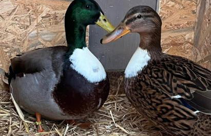 Pension Entenhausen - Foto 43