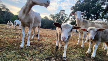 Ol’ Mel’s Farm - Photo 4