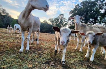 Ol’ Mel’s Farm - Foto 4