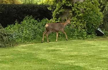 Log cabin rural retreat in beautiful countryside - Foto 10