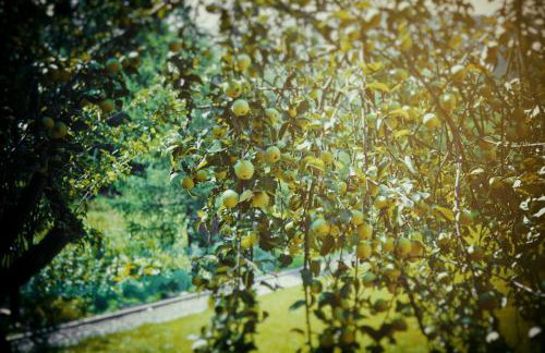 Miętowy Anioł - Foto 53