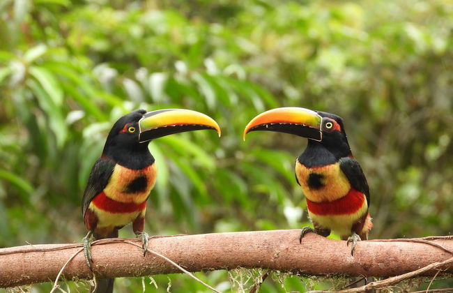 Esquipulas Rainforest - Foto 1