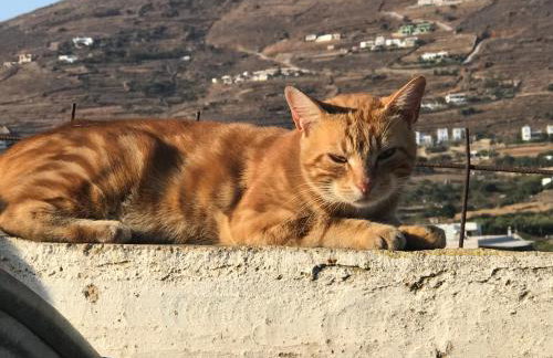 Galatea House First floor with terraces - Foto 55