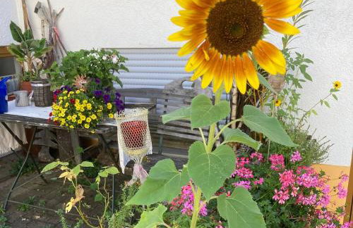 Ferienwohnungen Hubertus - Foto 9