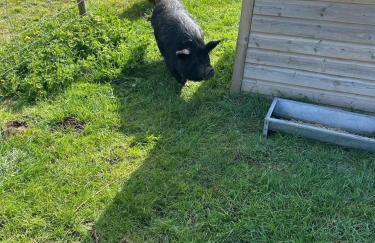 King Richard's Luxury Lodge - Sleeps up to 8, Dog Friendly, Near Sherwood Forest at Fairview Farm in Nottingham set in 88 acres and great for Groups, Family Gatherings & Corporate events - Foto 56