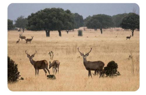 Vivienda Manchega - Foto 2