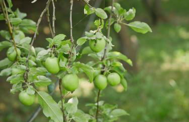 Agriturismo Quadrifoglio Relax - Foto 79