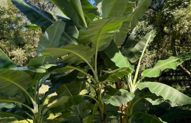 Memora Guesthouse Bateias - Casa Inteira e quartos em chácara - Photo 59