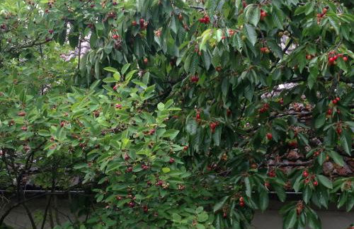 Cherrytree Cottage 1840 - Foto 51